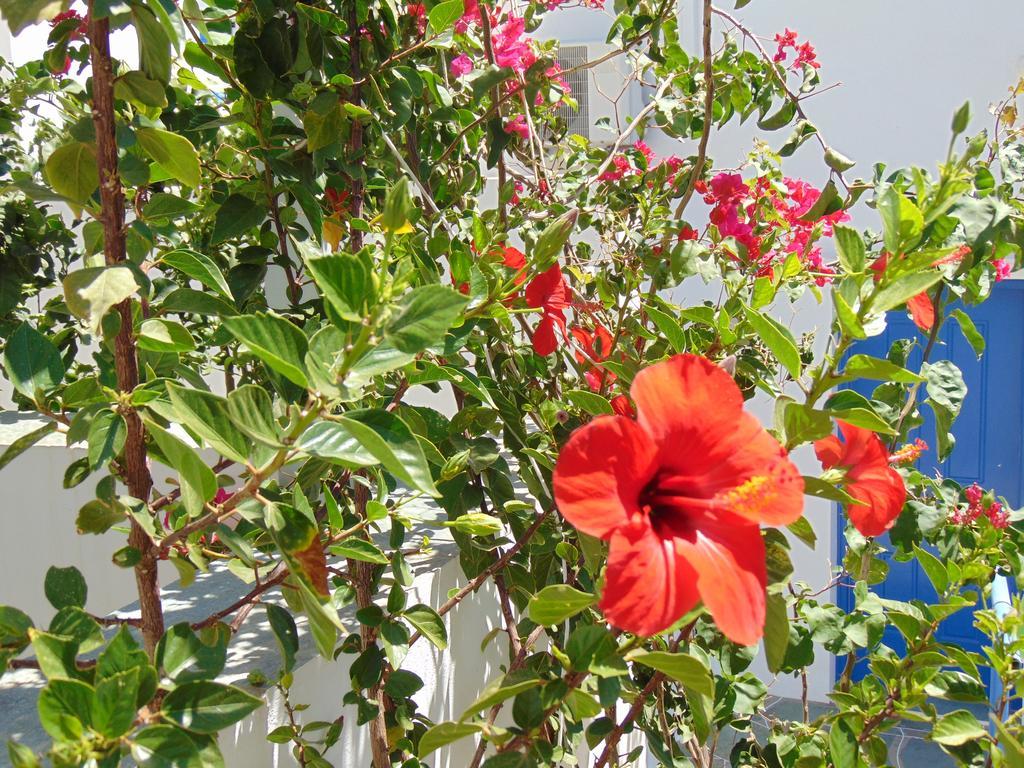 George'S Seaside Apartments Sifnos 바티 외부 사진